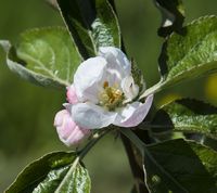 Ormslev æbleblomst